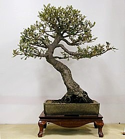 photo of bonsai - click to enlarge